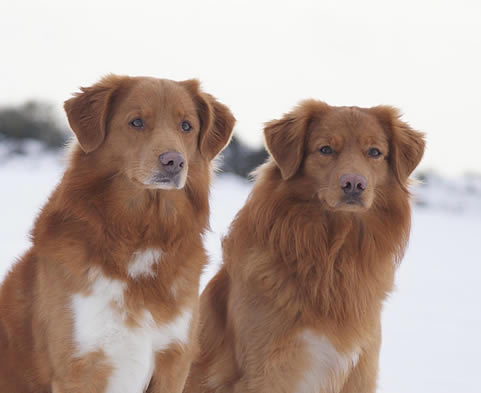 toller-ruede jesper mogwai